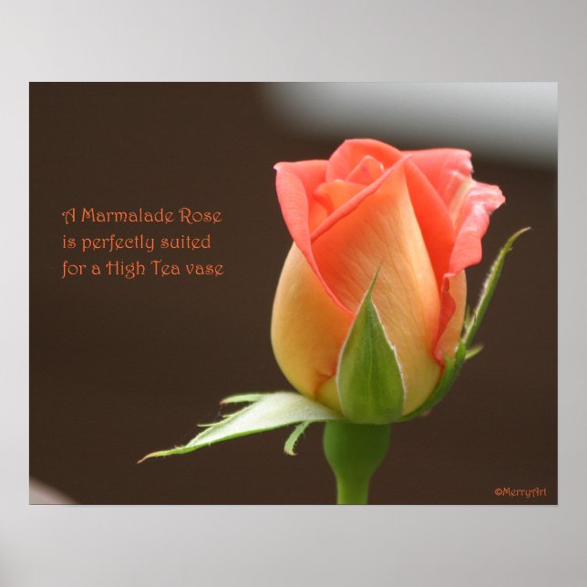 Marmalade Rose Poster: ROSE & PROSE 20x16 Poster (Front)