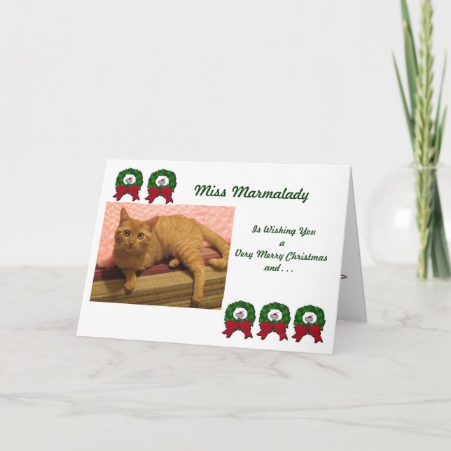 Marmalady Cat Rescue Christmas Cards (Front)