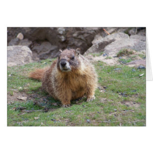 Marmot