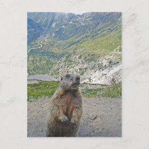 Marmot at Furka Pass Postcard