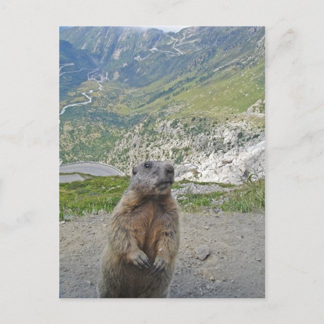 Marmot at Furka Pass Postcard (Front)