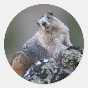 marmot classic round sticker