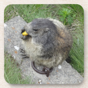 Marmot coasters