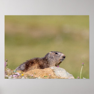 Marmot in Gran Paradiso park Poster