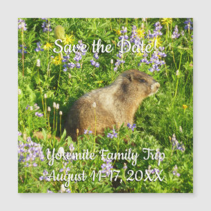 Marmot in Mount Rainier Wildflowers