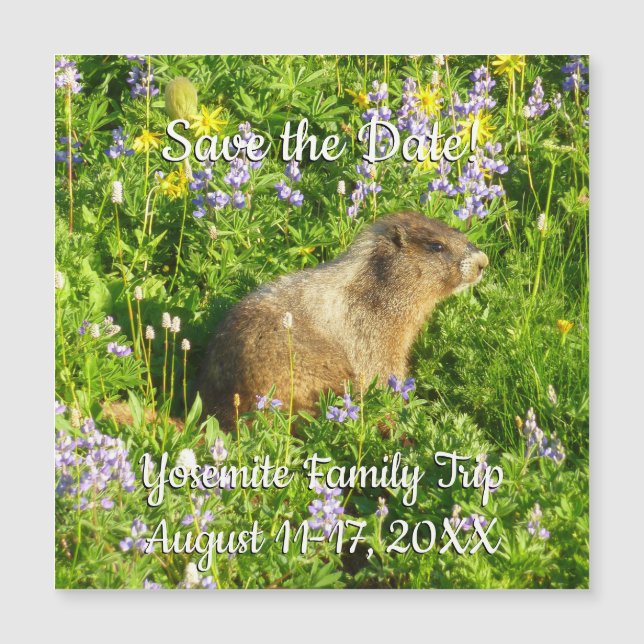 Marmot in Mount Rainier Wildflowers (Front)