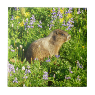 Marmot in Mount Rainier Wildflowers Ceramic Tile