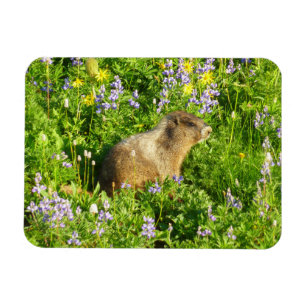 Marmot in Mount Rainier Wildflowers Magnet