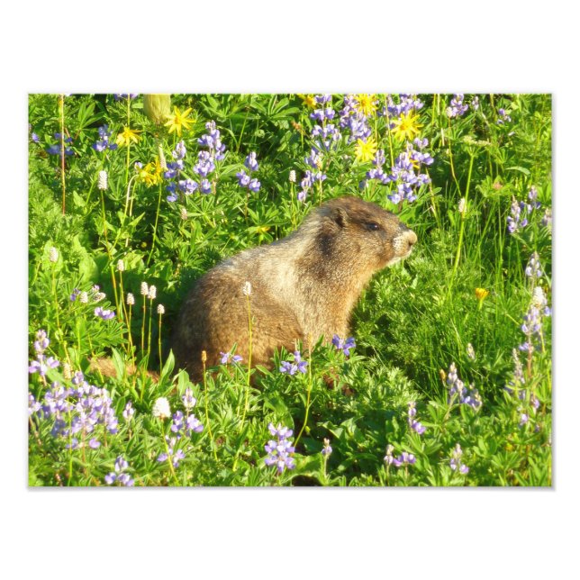 Marmot in Mount Rainier Wildflowers Photo Print (Front)