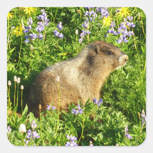 Marmot in Mount Rainier Wildflowers Square Sticker (Front)