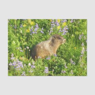 Marmot in Mount Rainier Wildflowers Tissue Paper