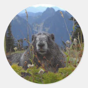 marmot in paradise classic round sticker