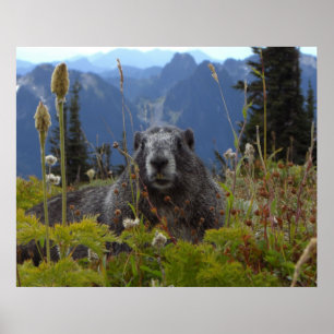 Marmot In Paradise Poster