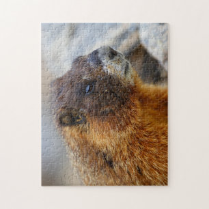 marmot jigsaw puzzle