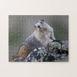 Marmot Jigsaw Puzzle