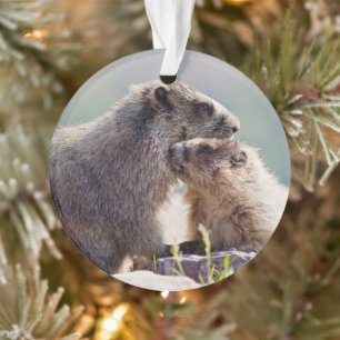 Marmot Mother with Baby Ornament