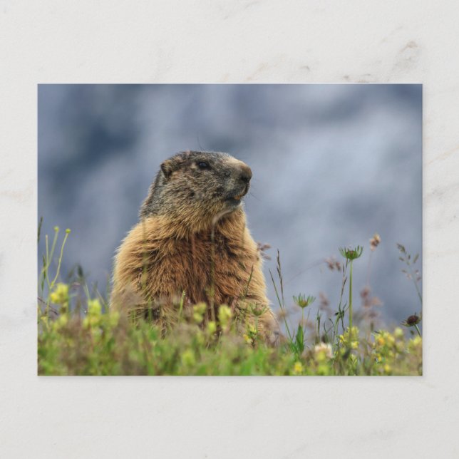 marmot on alpine meadow postcard (Front)