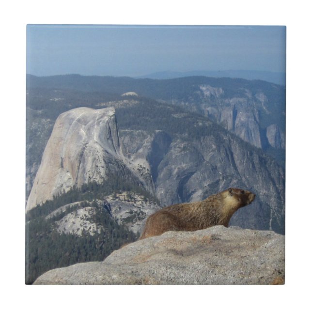Marmot Overlooking Half Dome from Clouds Rest - Yo Ceramic Tile (Front)