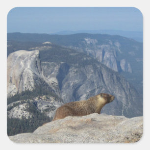 Marmot Overlooking Half Dome from Clouds Rest - Yo Square Sticker