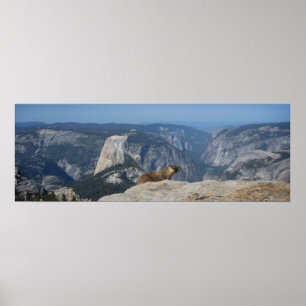 Marmot Overlooking Half Dome - Yosemite Poster
