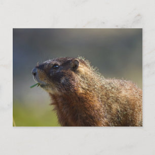 Marmot Postcard