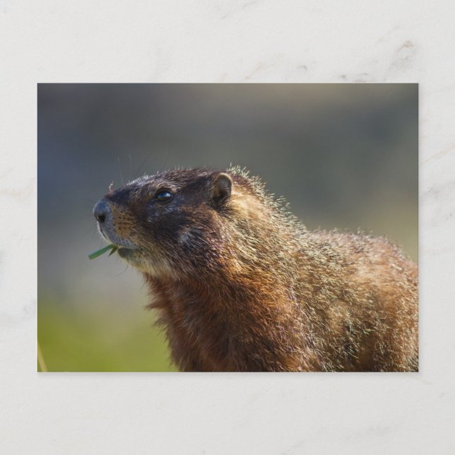 Marmot Postcard (Front)