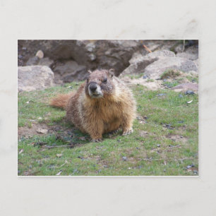 Marmot Postcard