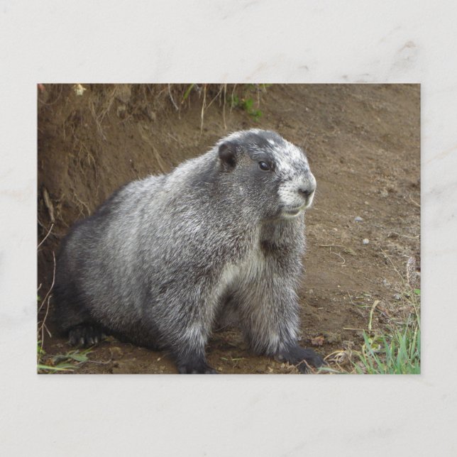 Marmot Postcard (Front)
