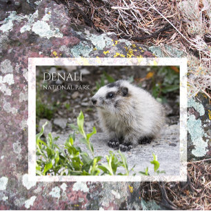 Marmot Pup, Denali National Park Postcard