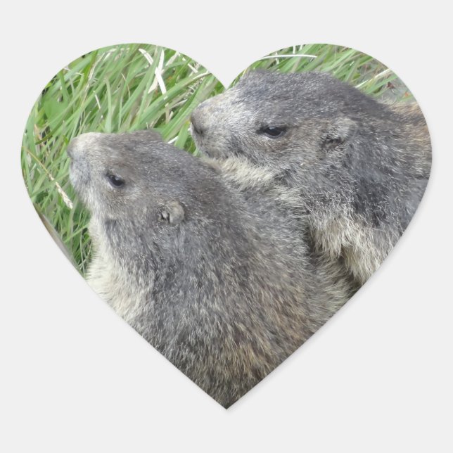 Marmot stickers (Front)