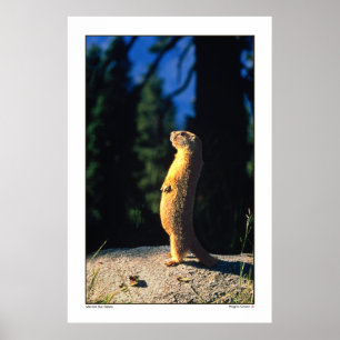 Marmot Sun Salute Poster