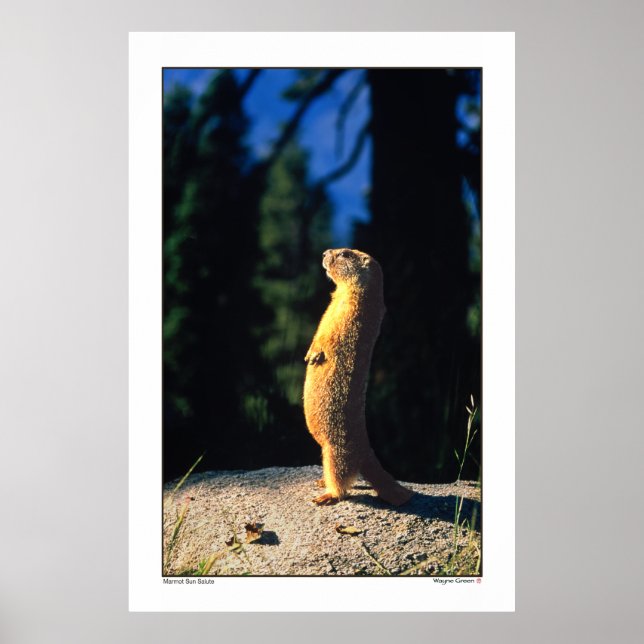 Marmot Sun Salute Poster (Front)