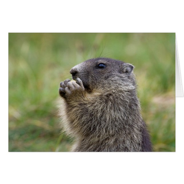 Marmota marmota (Front Horizontal)