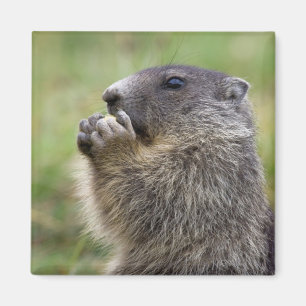 Marmota marmota magnet