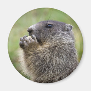 Marmota marmota magnet