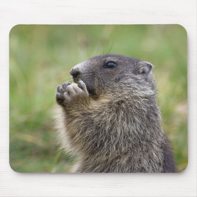 Marmota marmota mouse pad (Front)