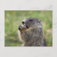 Marmota marmota