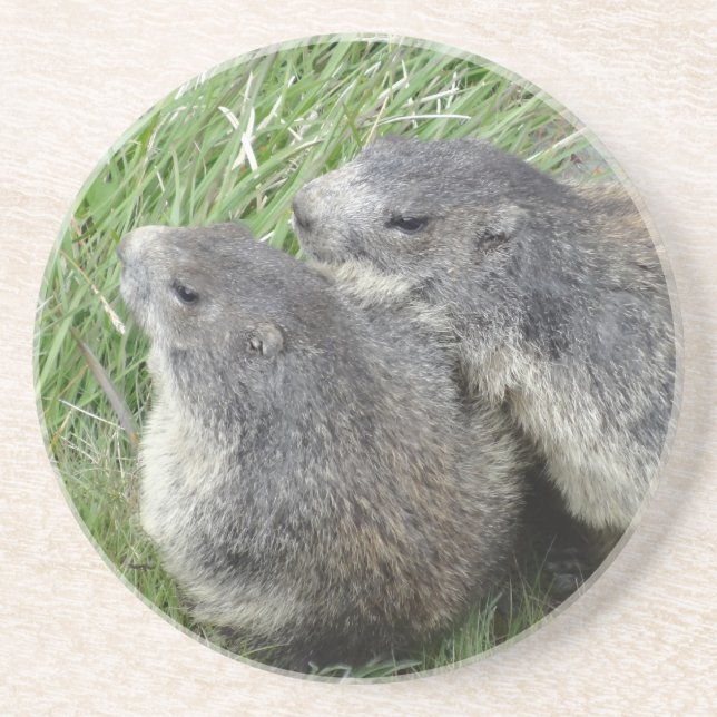 Marmots coaster (Front)
