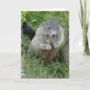 Marmots greeting card