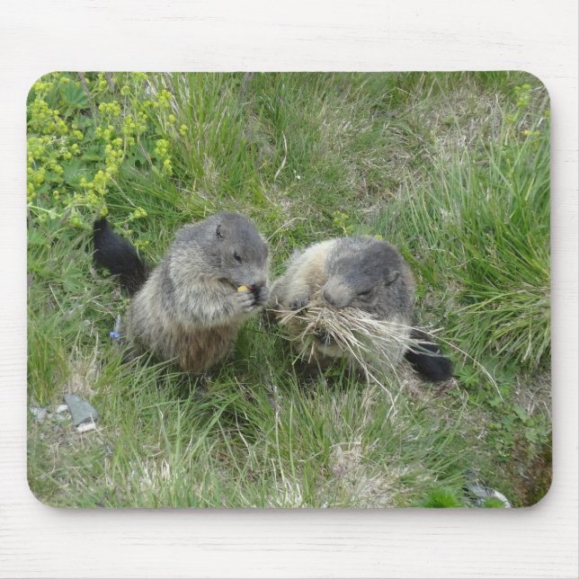 Marmots mousepad (Front)