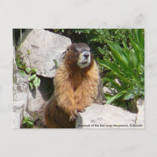 Marmots of the San Juan Mountains, Co... Postcard