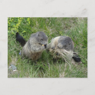 Marmots postcard