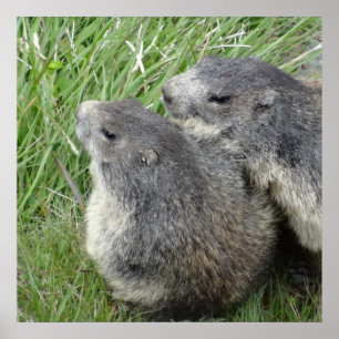 Marmots poster