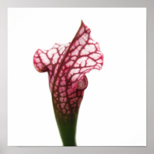 Maroon and White Pitcher Plant Poster