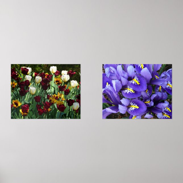 Maroon and Yellow Tulips Colourful Floral (Front)