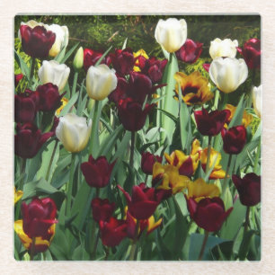 Maroon and Yellow Tulips Colourful Floral Glass Coaster