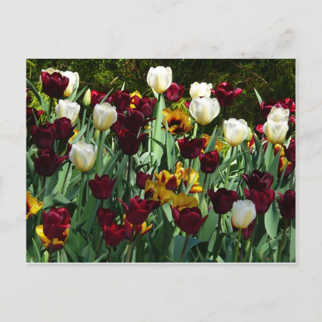 Maroon and Yellow Tulips Colourful Floral Postcard (Front)