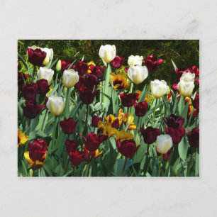 Maroon and Yellow Tulips Colourful Floral Postcard