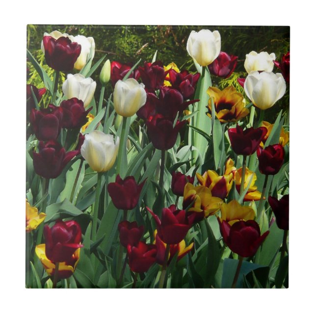 Maroon and Yellow Tulips Colourful Floral Tile (Front)