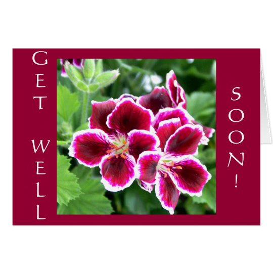 Maroon Beauty, GET WELL, SOON! Card